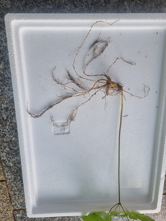장선골 산약초 갤러리 이미지 5