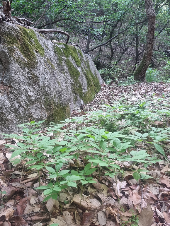 장선골 산약초 갤러리 이미지 11
