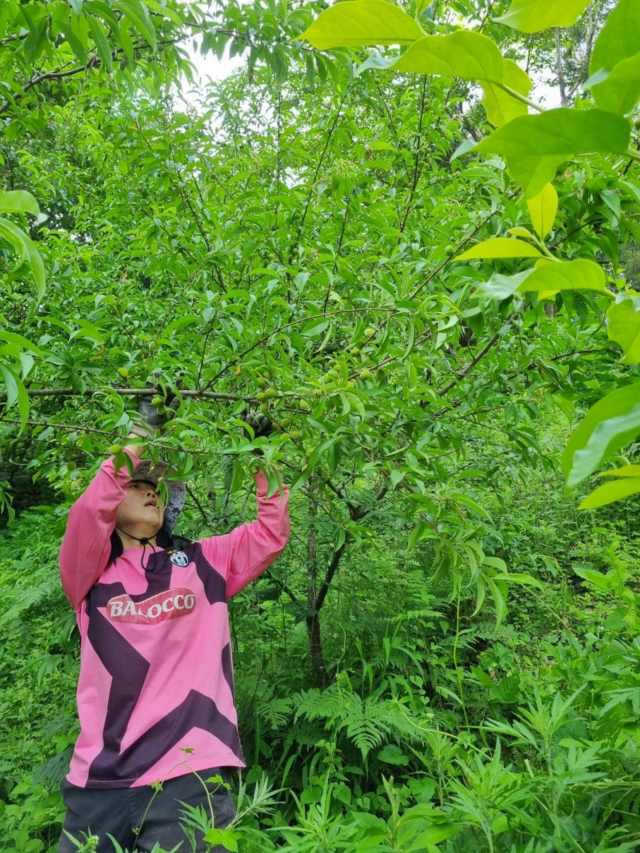 장선골 산약초 갤러리 이미지 14