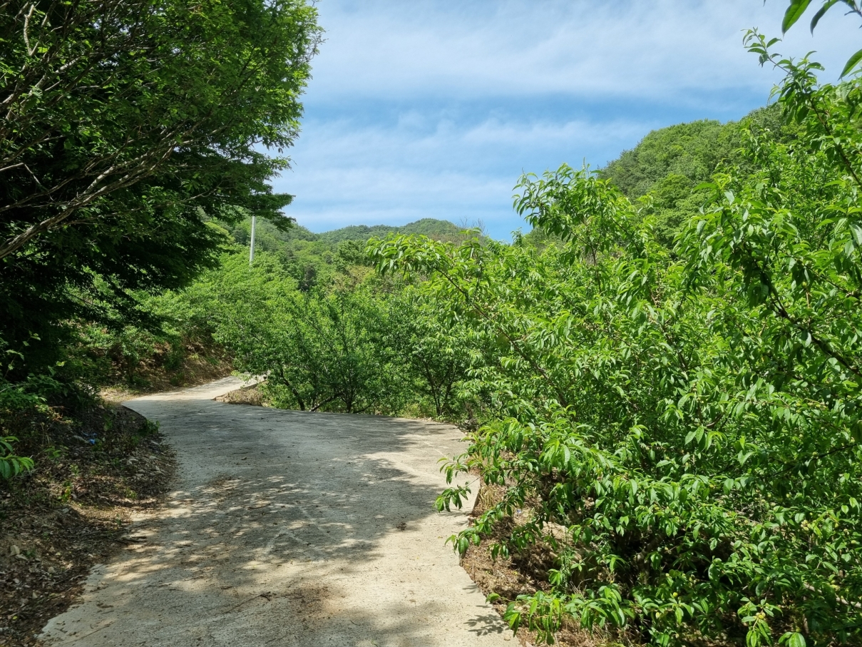 장선골 산약초 갤러리 이미지 20