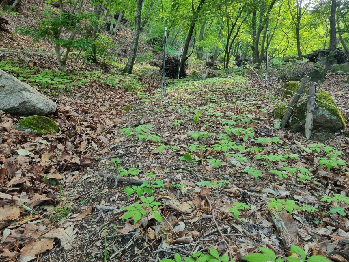 장선골 산약초 갤러리 이미지 23